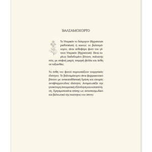 ΗΜΕΡΟΔΕΙΚΤΕΣ ΗΜΕΡΗΣΙΟΙ 17Χ25 BOTANICAL